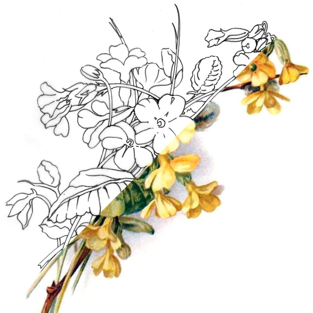 Primrose Flower | February Birth Flower | Colored Pencils