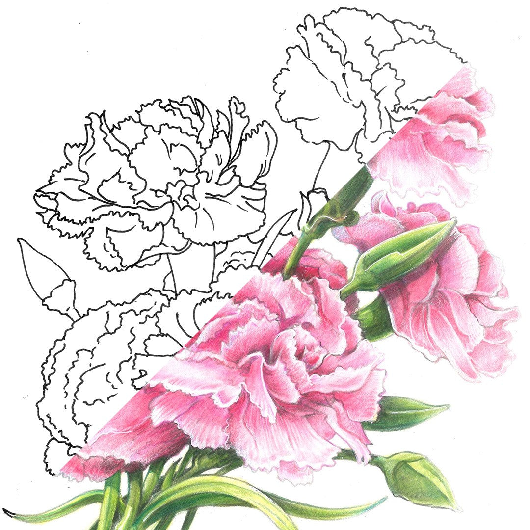 Carnation Flower | January Birth Flower | Colored Pencils