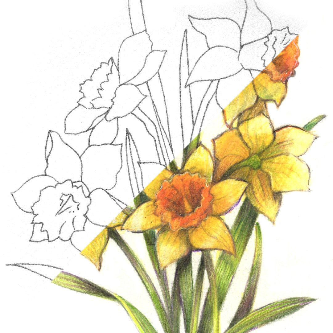 Daffodil Flower | March Birth Flower | Colored Pencils