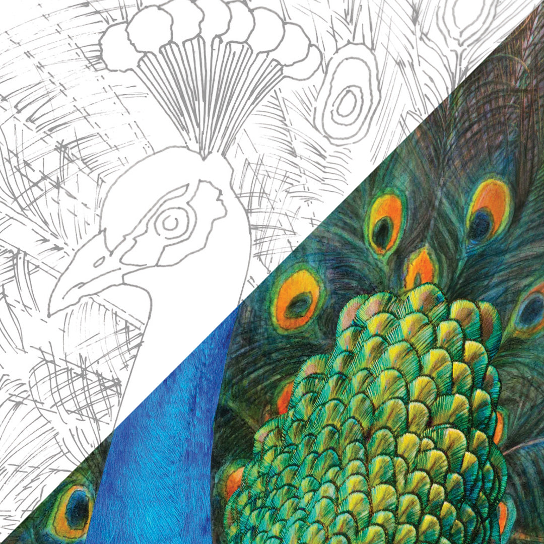 Peacock | 120 Piece Watercolor Pencil Set in Display Tin